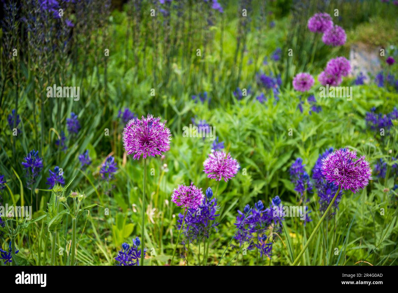 Camassia Leichtlinii caerulea und Albumblüten Stockfoto