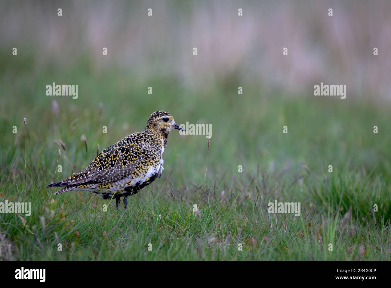 Europäischer Goldpfeifer Pluvialis apricaria Erwachsener hier auf den North Yorkshire Moors, Großbritannien Stockfoto