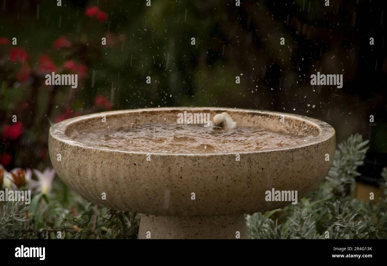 Heftige Frühlingsregen, die in ein Vogelbad aus weißem Stein spritzen, während die Ente einfach über Wasser bleibt. Queensland Garden, Australien. Stockfoto