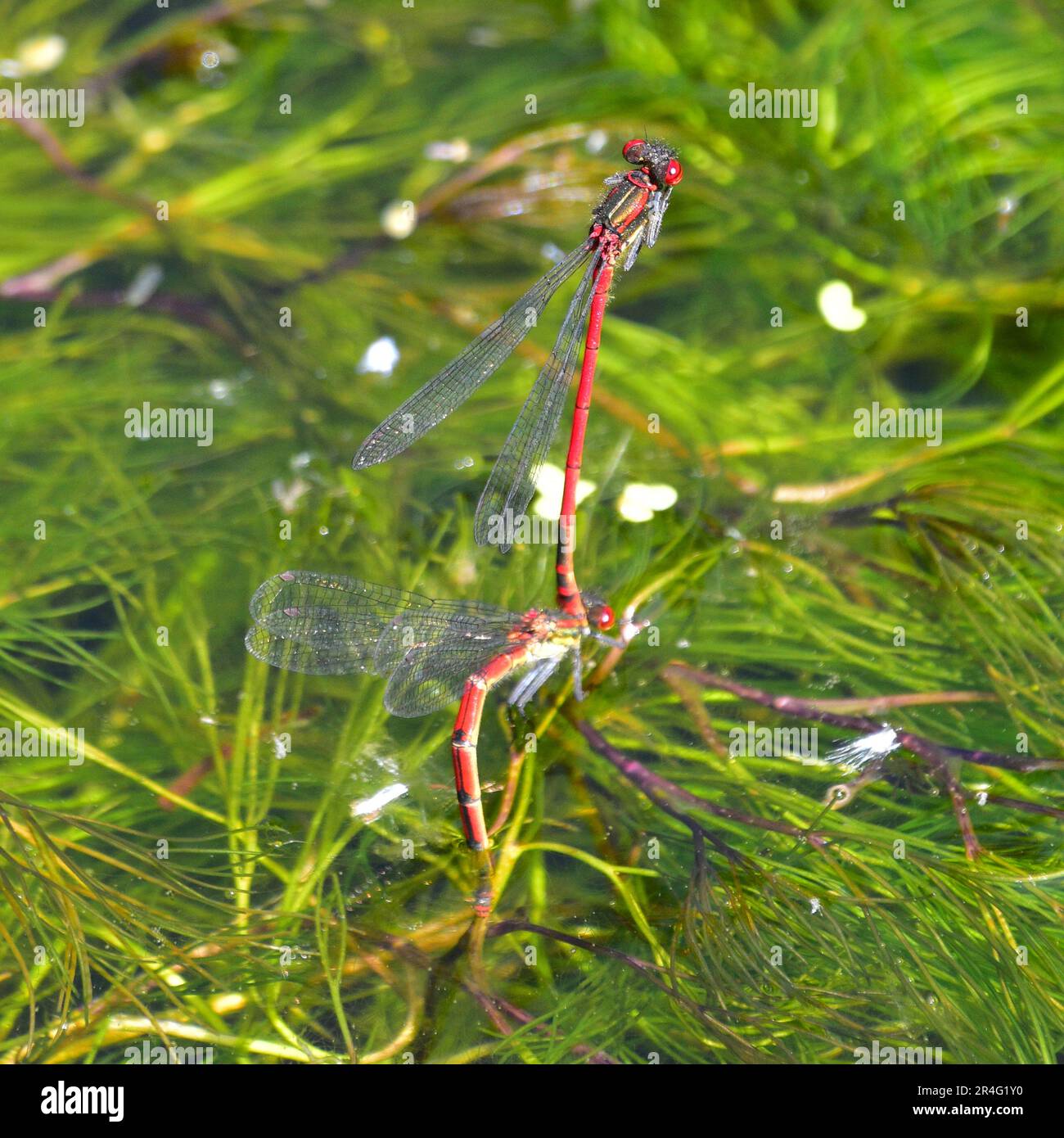 Large Red Damselfly Stockfoto