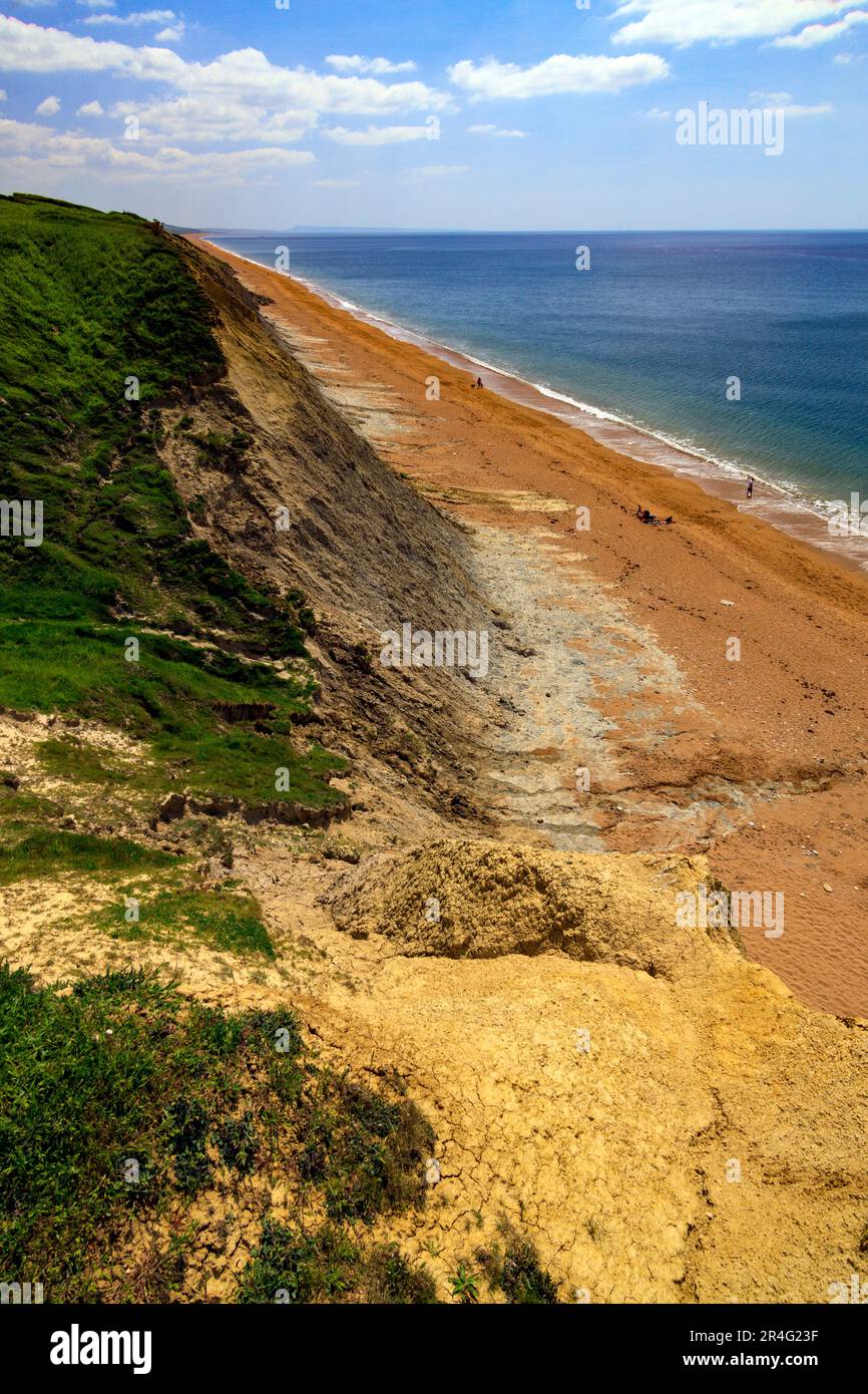 Die Sandsteinklippen fallen immer weiter ab und gelangen östlich von Burton Bradstock an der Jurassic Heritage Coast, Dorset, England, Großbritannien Stockfoto