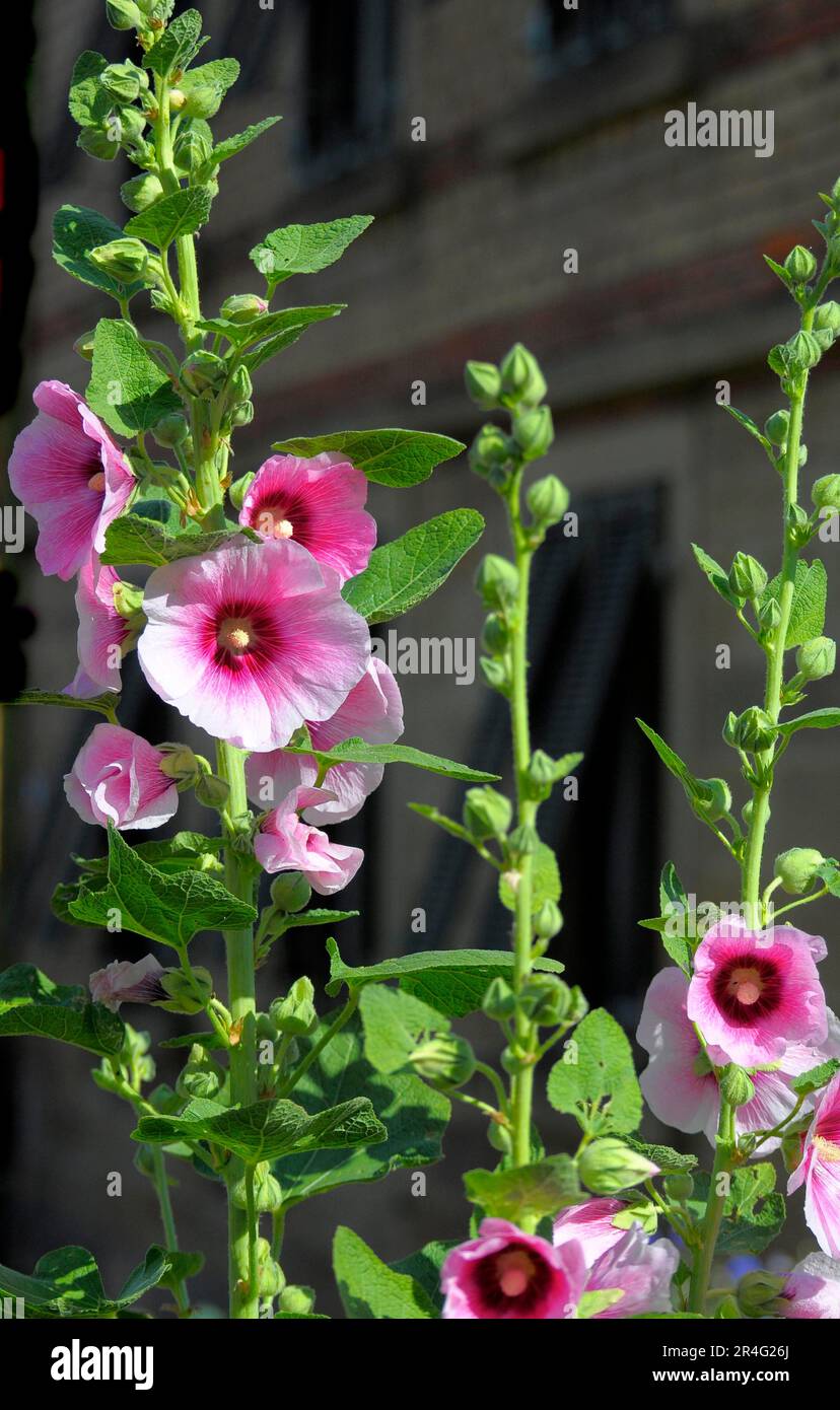 Hollyhock blühend im Garten, Hollyhock, Hollyhock gemeiner Hollyhock (Alcea rosea) Stockfoto