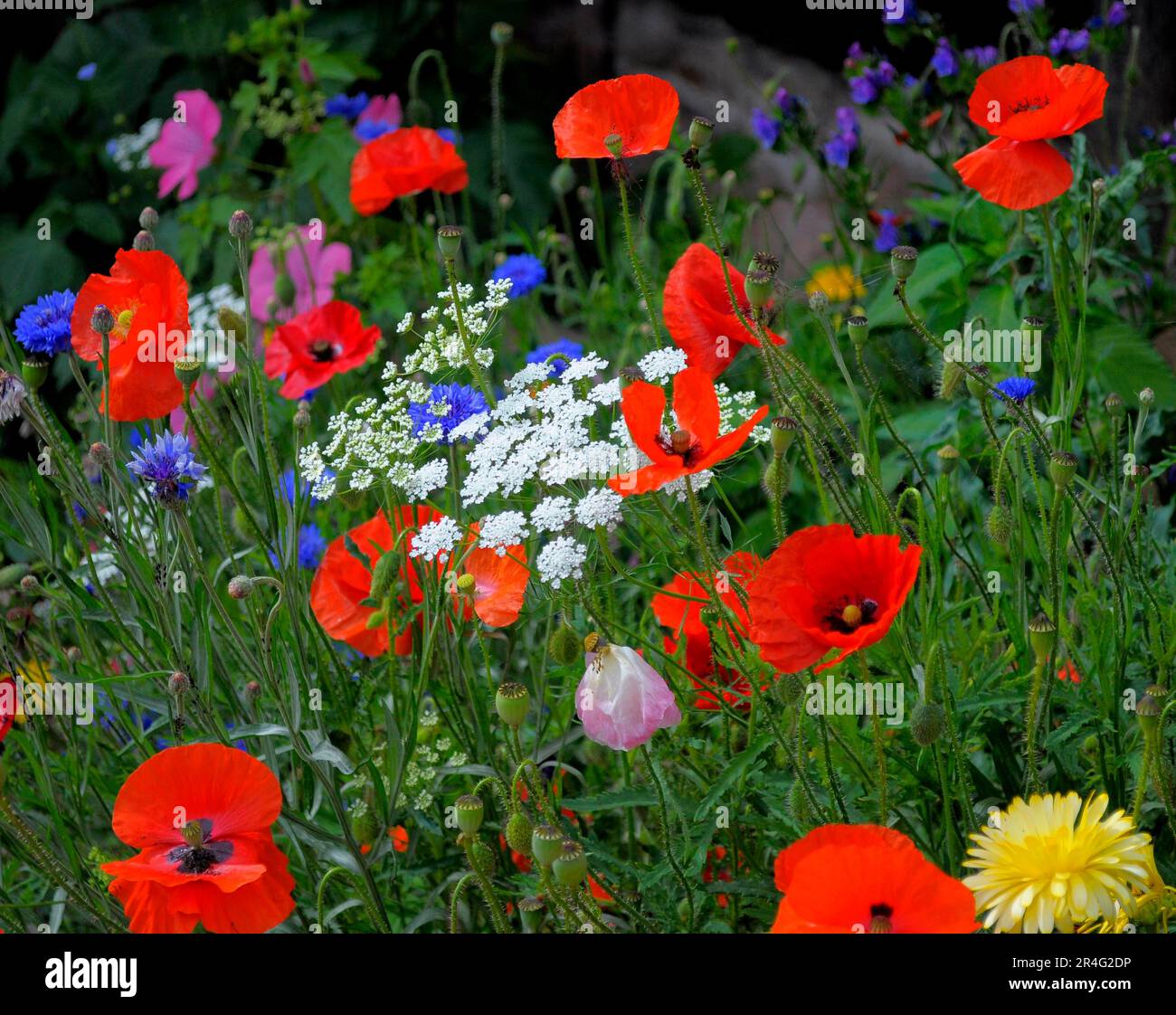 Baden-Württemberg, Schwarzwaldhüttengarten, verschiedene Sommerblumen im Garten, Mohn Stockfoto