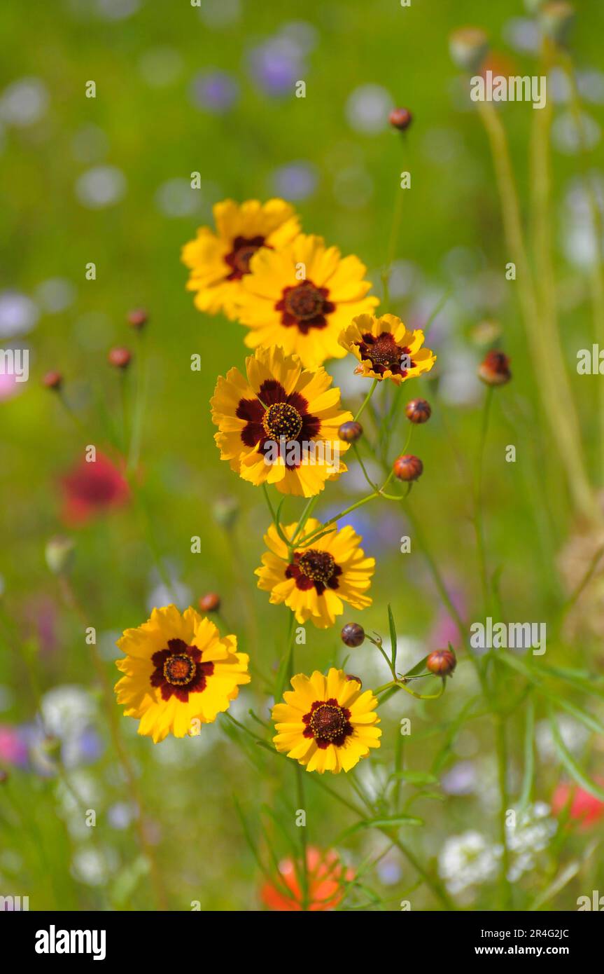 Die im Garten Grandiflora blühende Wurzelkitzel (Coreopsis verticillata) Stockfoto