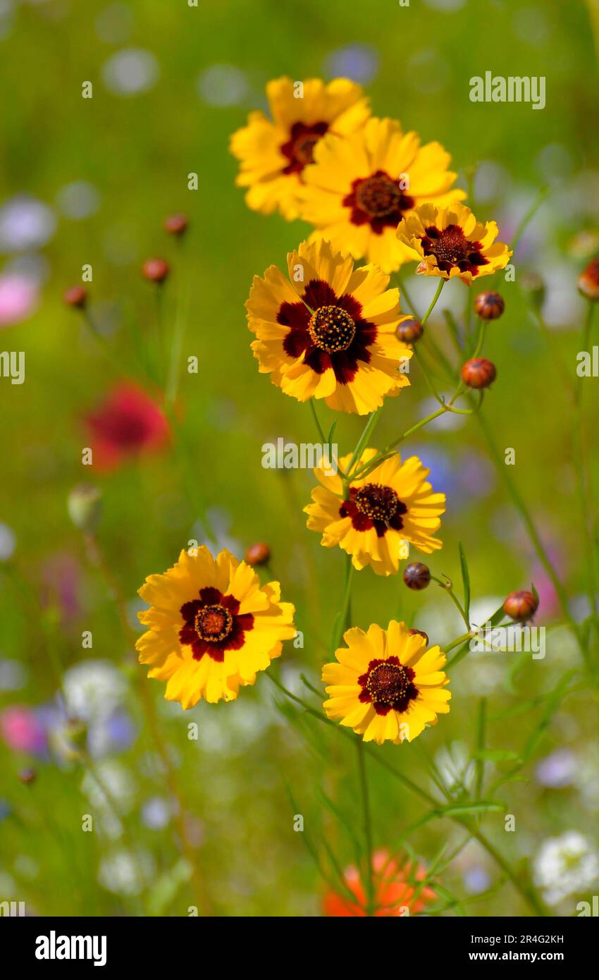 Die im Garten Grandiflora blühende Wurzelkitzel (Coreopsis verticillata) Stockfoto