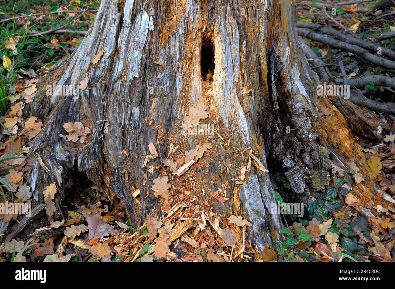 Alter fauler Baumstumpf Stockfoto