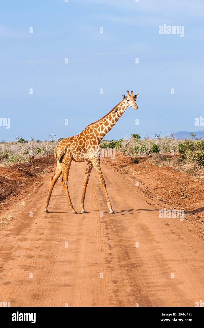 Kenia, Tsavo-East-Nationalpark. Kostenlose Giraffe bei Sonnenuntergang Stockfoto