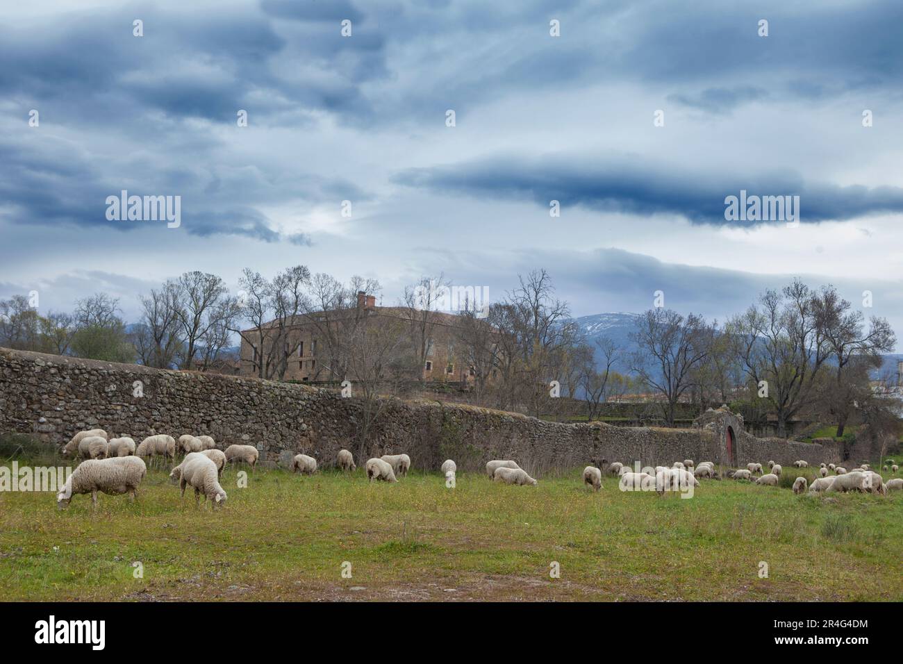 Blick auf den Palast von Soto Fermoso mit einer Schar von Schafen. Abadia, Caceres, Spanien Stockfoto