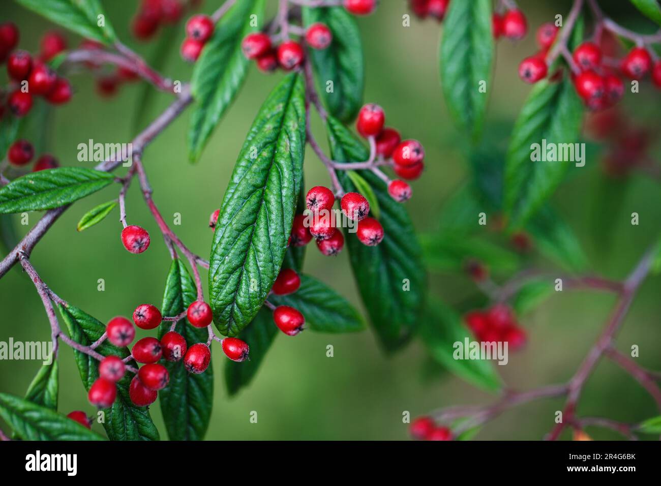 Verwelkte beeren Fotos und Bildmaterial in hoher Auflösung Alamy