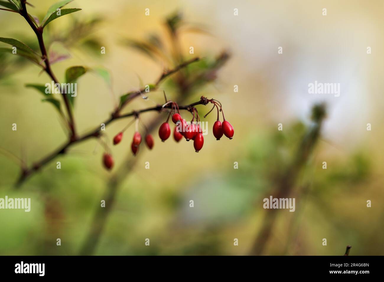 Verwelkte beeren Fotos und Bildmaterial in hoher Auflösung Alamy