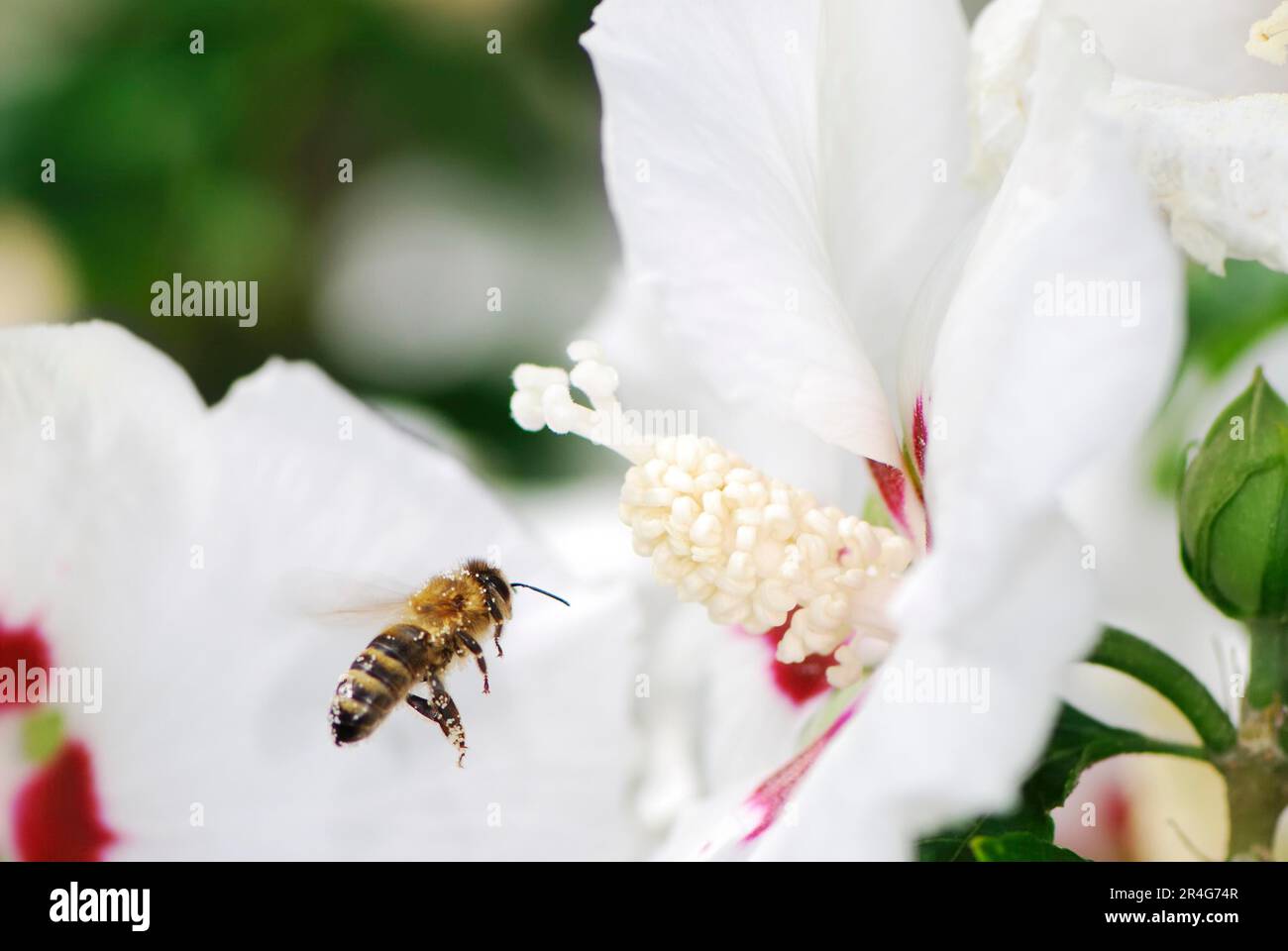 Die Biene fliegt zur Blüte einer Hibiskusblume Stockfoto