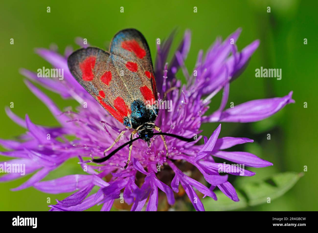 Provence, Südfrankreich (Zygaena viciae), kleine Rampe mit fünf Flecken Stockfoto