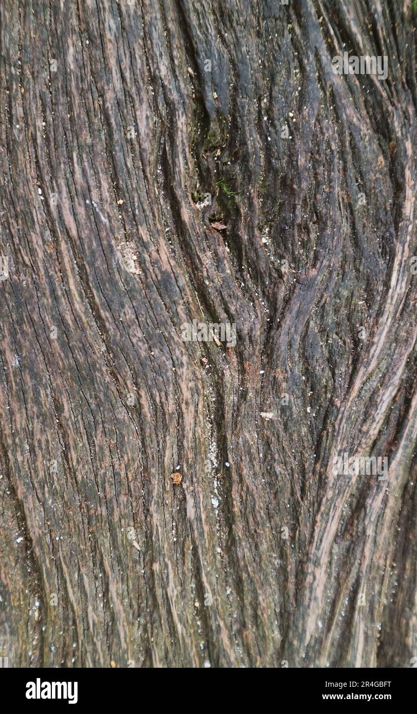 Textur des dunkelbraunen Baumstamms für abstrakten Hintergrund Stockfoto