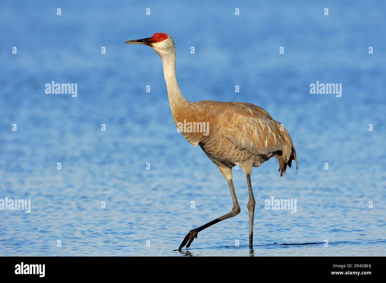 Florida Sandhill Crane, Myakka River State Park, Florida (Grus canadensis pratensis), USA Stockfoto