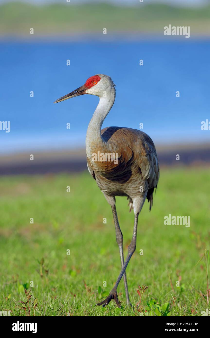 Florida Sandhill Crane, Myakka River State Park, Florida (Grus canadensis pratensis), USA Stockfoto
