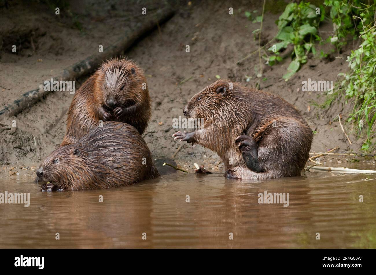 Europäische Biber (Castor fiber), Rosenheim, Bayern, Deutschland Stockfoto