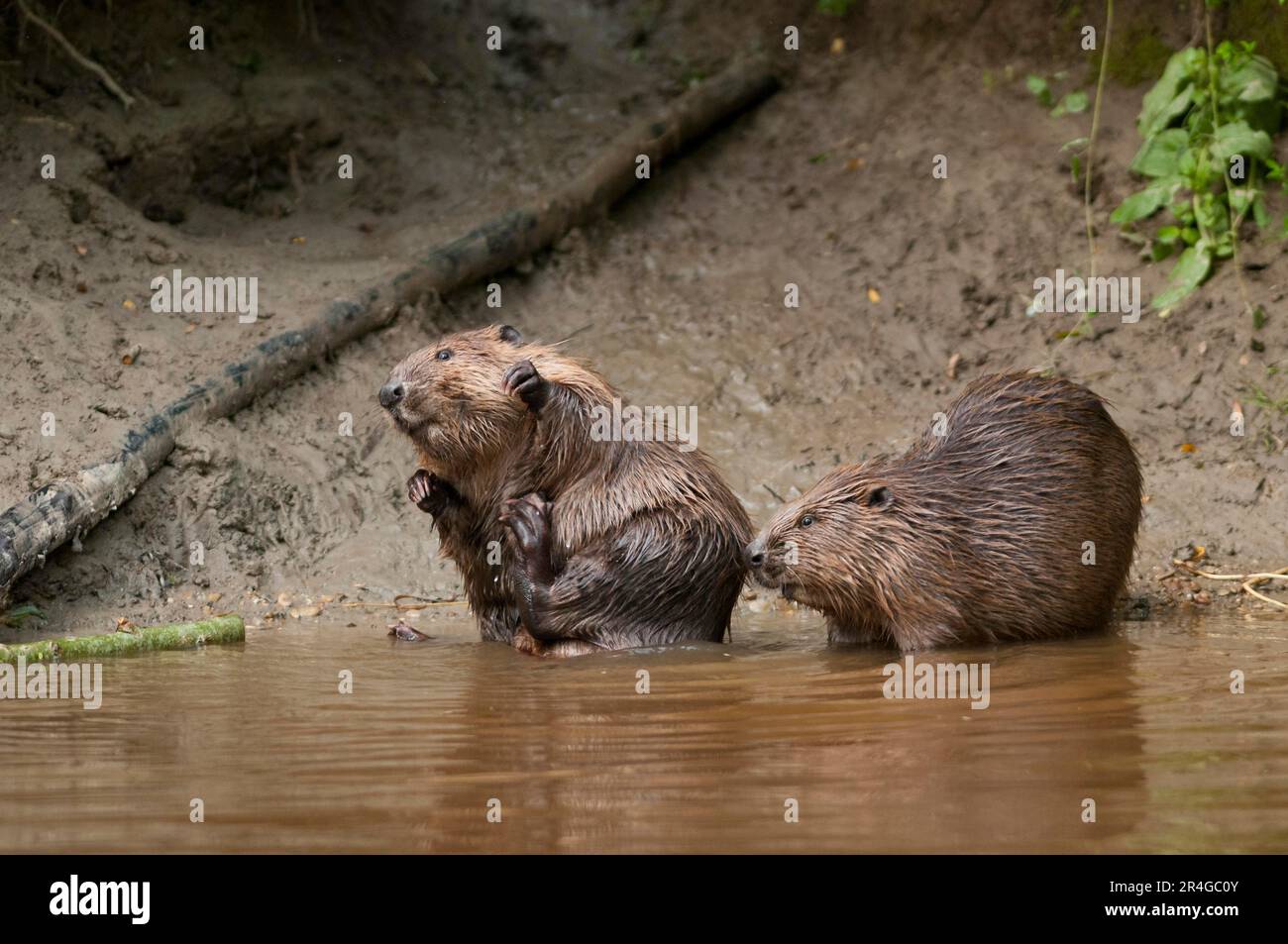 Europäische Biber (Castor fiber), Rosenheim, Bayern, Deutschland Stockfoto