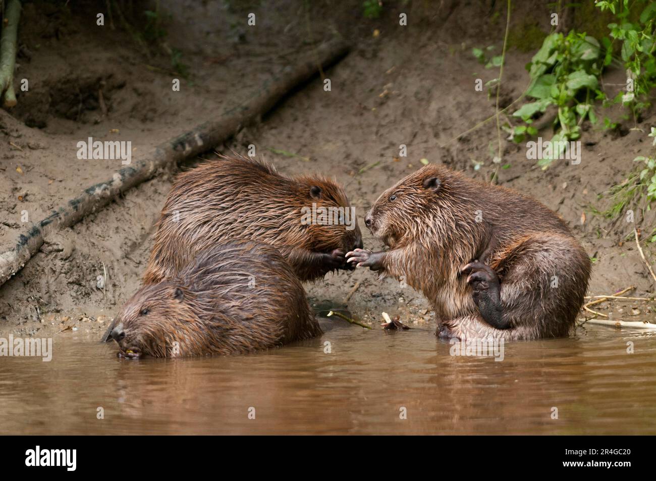 Europäische Biber (Castor fiber), Rosenheim, Bayern, Deutschland Stockfoto