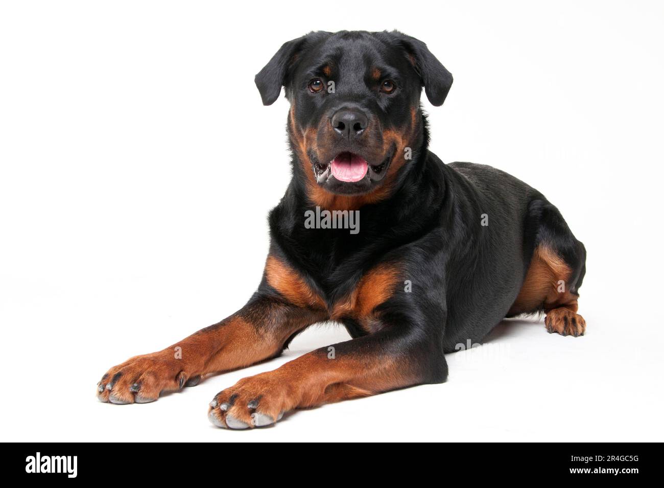 Rottweiler, Männlich, 1 Jahre Rottweiler, Männlich, 1 Jahre Stockfoto