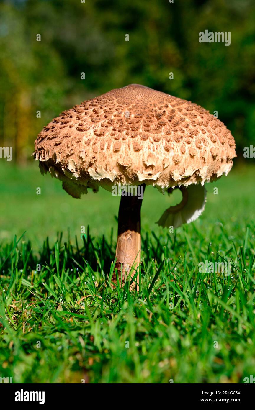 Parasolpilze (Macrolepiota procera) im Gras, Elsass, Frankreich Stockfoto