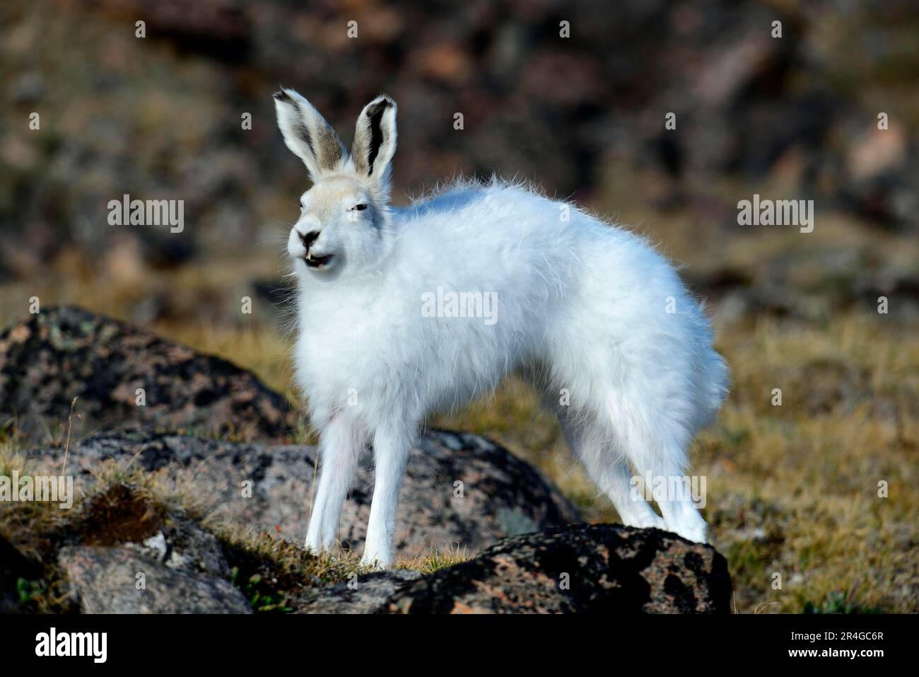 Arktische Hasen (Lepus Arcticus), Ellesmere Insel, Nunavut, Kanada Stockfoto