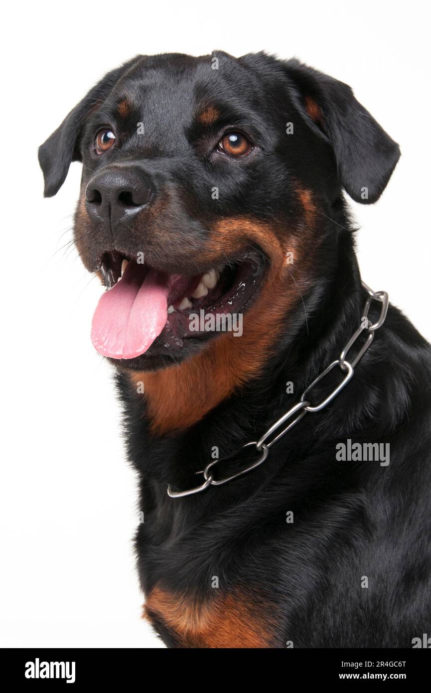 kleines hundebett Kuscheliges Hundebett – für kleine und große Hunde main image 0