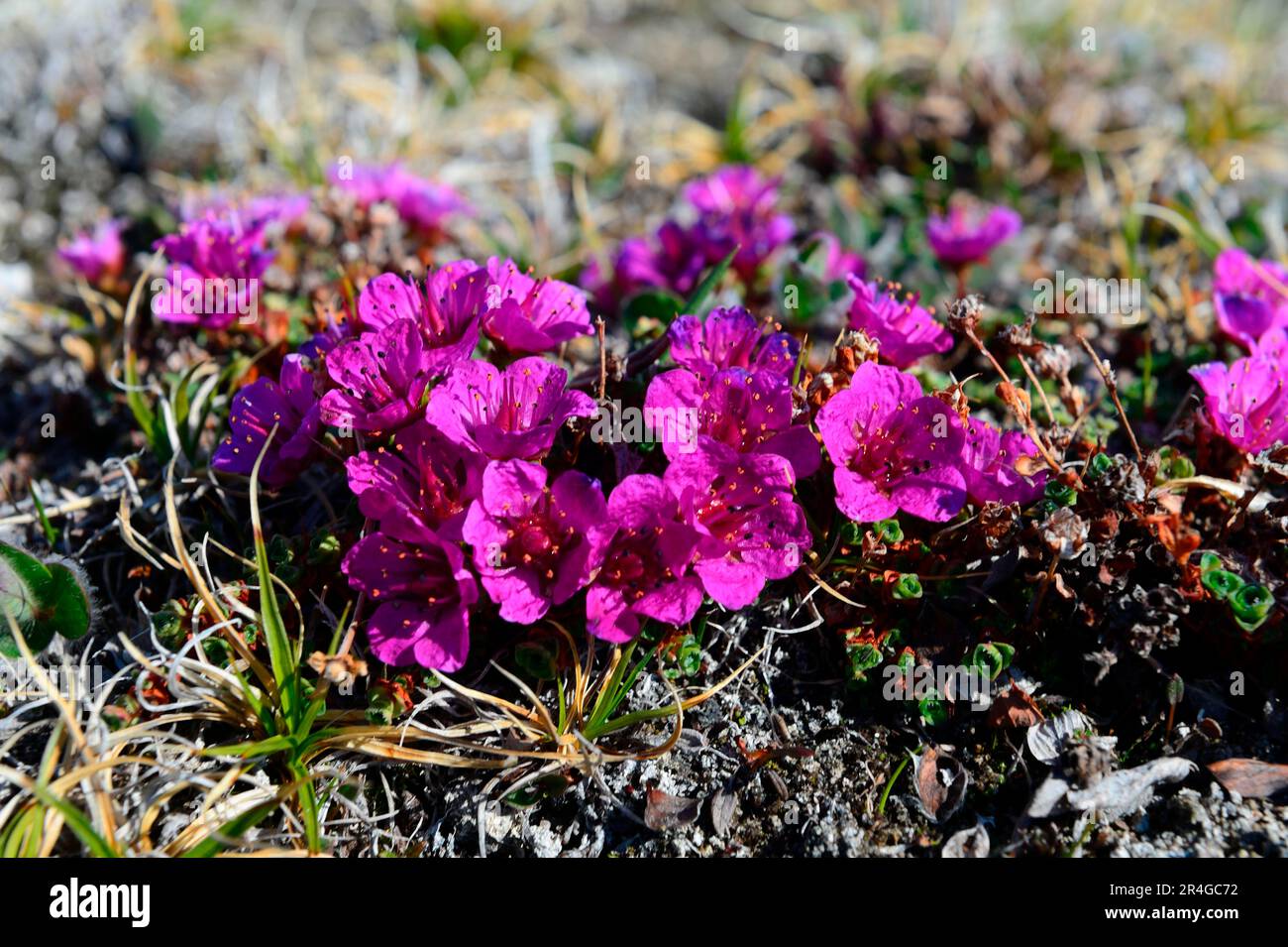 Purple Saxifrage (Saxifraga oppositifolia), Ellesmere Island, Nunavut, Kanada Stockfoto