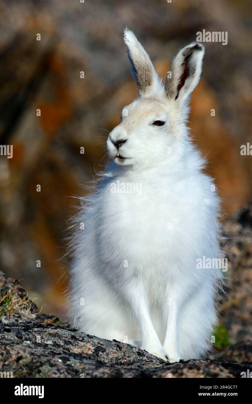 Arktische Hasen (Lepus Arcticus), Ellesmere Insel, Nunavut, Kanada Stockfoto