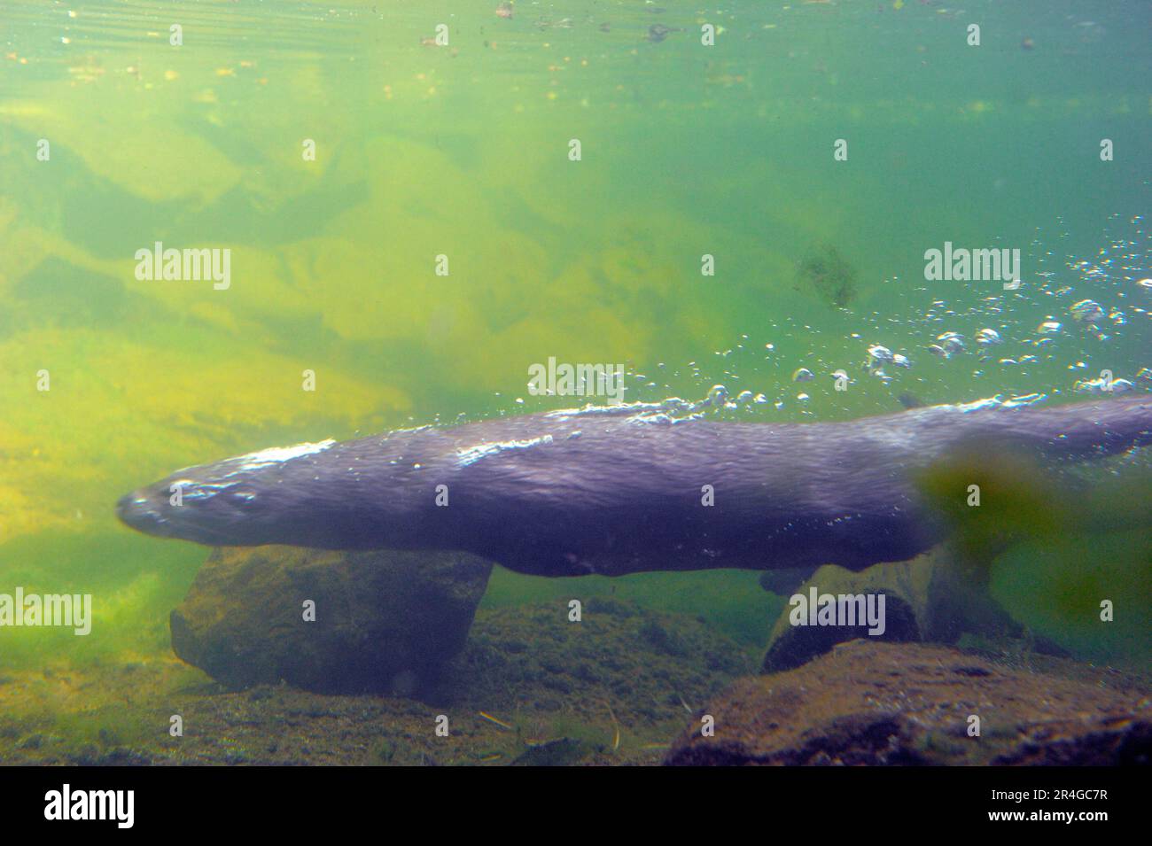 Europäischer Otter (Lutra lutra), Luftblasen Stockfoto