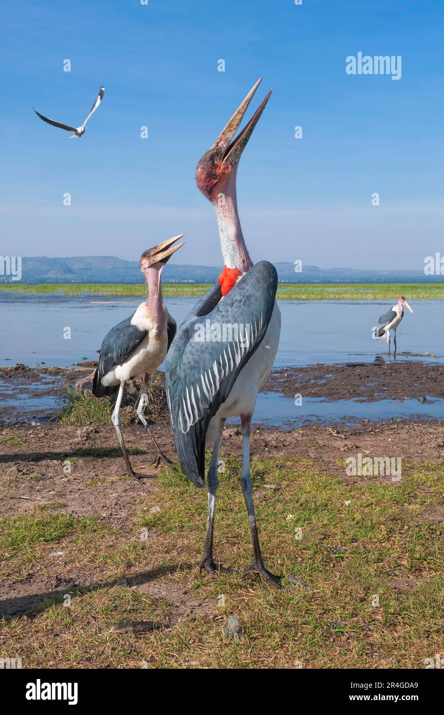 Marabou-Storche (Leptoptilos crumeniferus), Hafen von Awasa, Äthiopien, Awassa, Hawassa Stockfoto