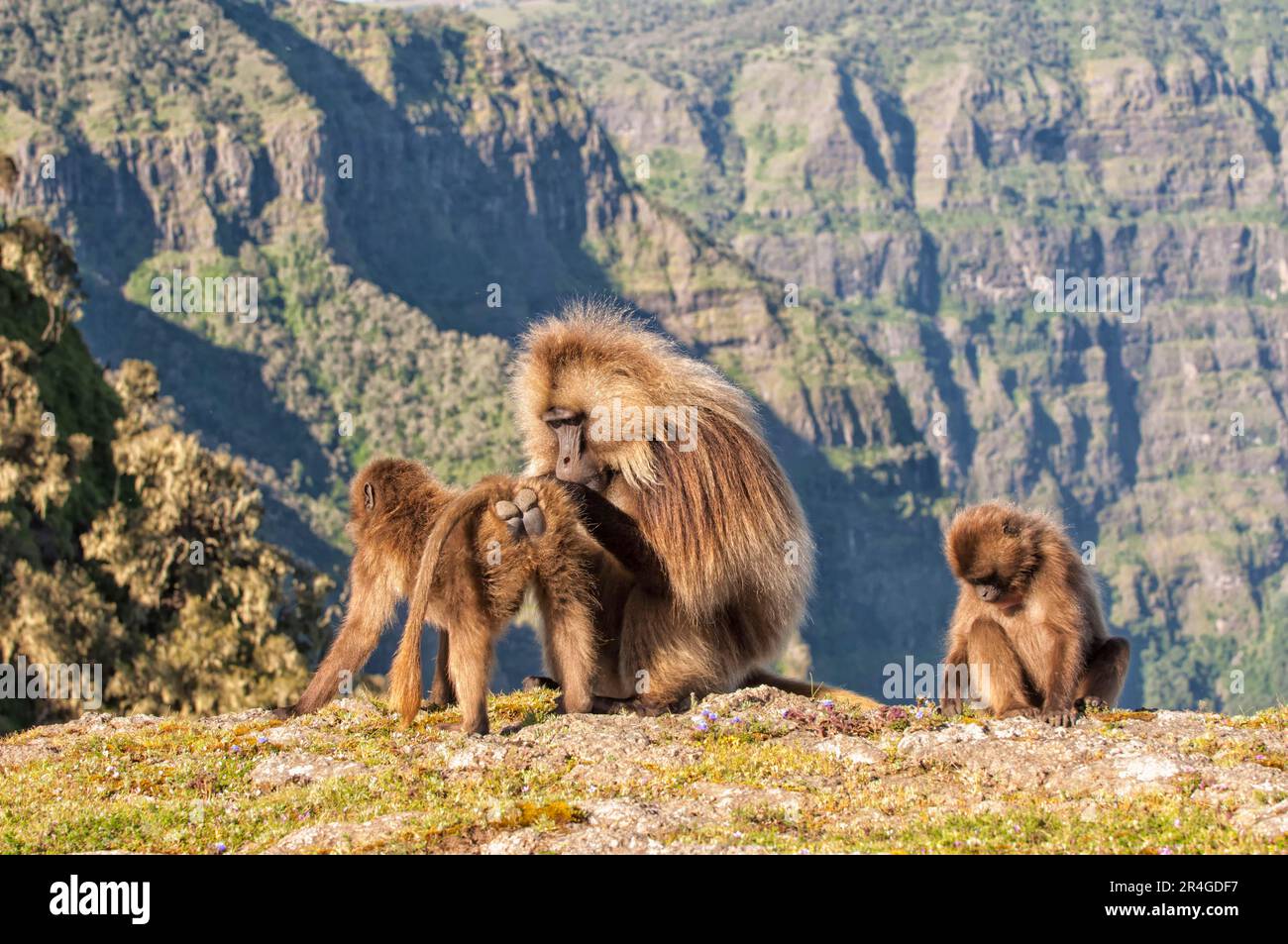 Gelada-Pavian (Theropithecus Gelada), der sich gegenseitig pflegt, Simien-Mountains-Nationalpark, Amhara-Region, Nordäthiopien Stockfoto