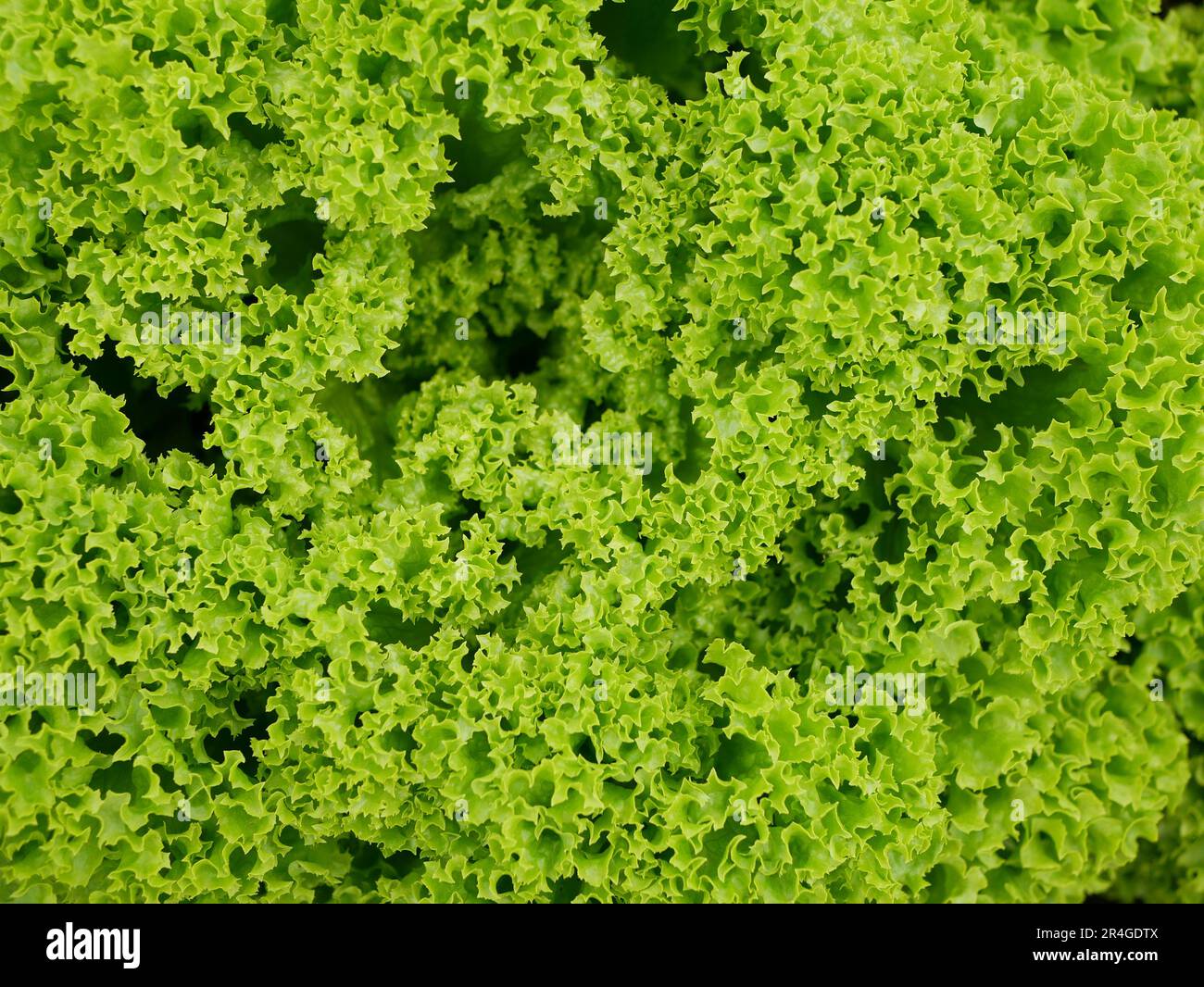 Lollo Rosso grüner Kopfsalat Farm frische Bio-Locken Lactuca sativa ernten Bauer frisch wachsender Bio-Ernte Gemüse Frühlingsstiel dicker Bauer fa Stockfoto