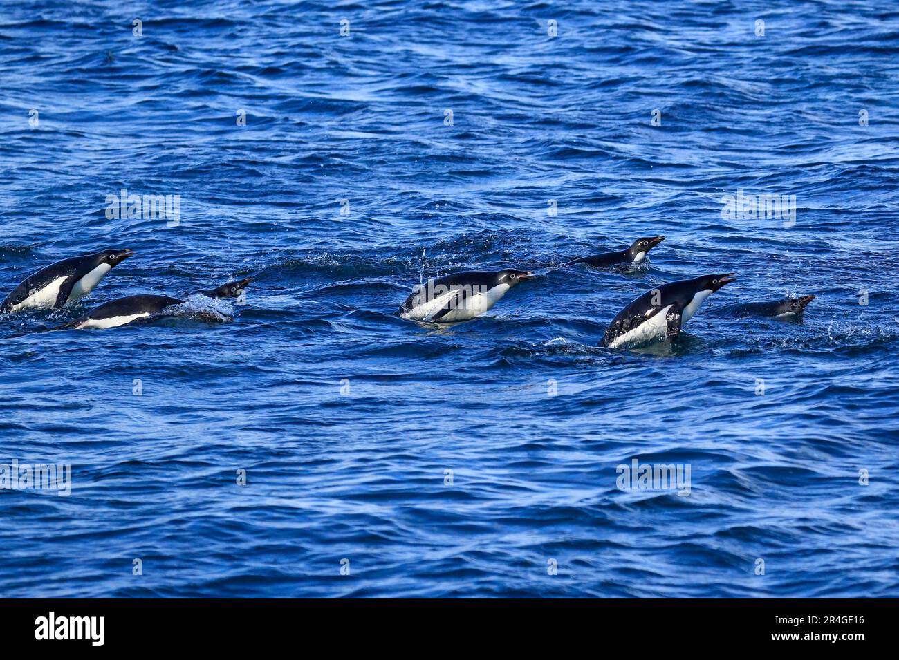 Adelie Penguin (Pygoscelis adeliae), Gruppenschwimmen, Antarktis, Brown Bluff, Weddell Sea Stockfoto