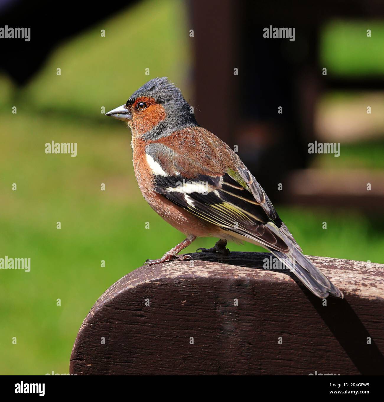 Zusammengeklappt eines gewöhnlichen männlichen Chaffinch, hoch oben auf einer Holzbank (Fringilla Coelebs) Stockfoto