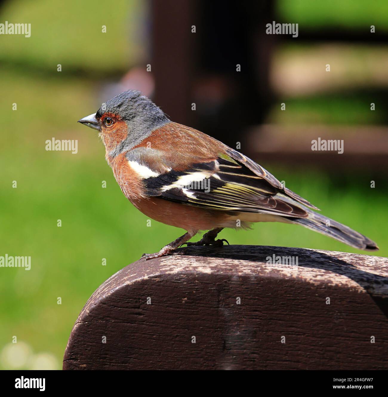 Zusammengeklappt eines gewöhnlichen männlichen Chaffinch, hoch oben auf einer Holzbank (Fringilla Coelebs) Stockfoto