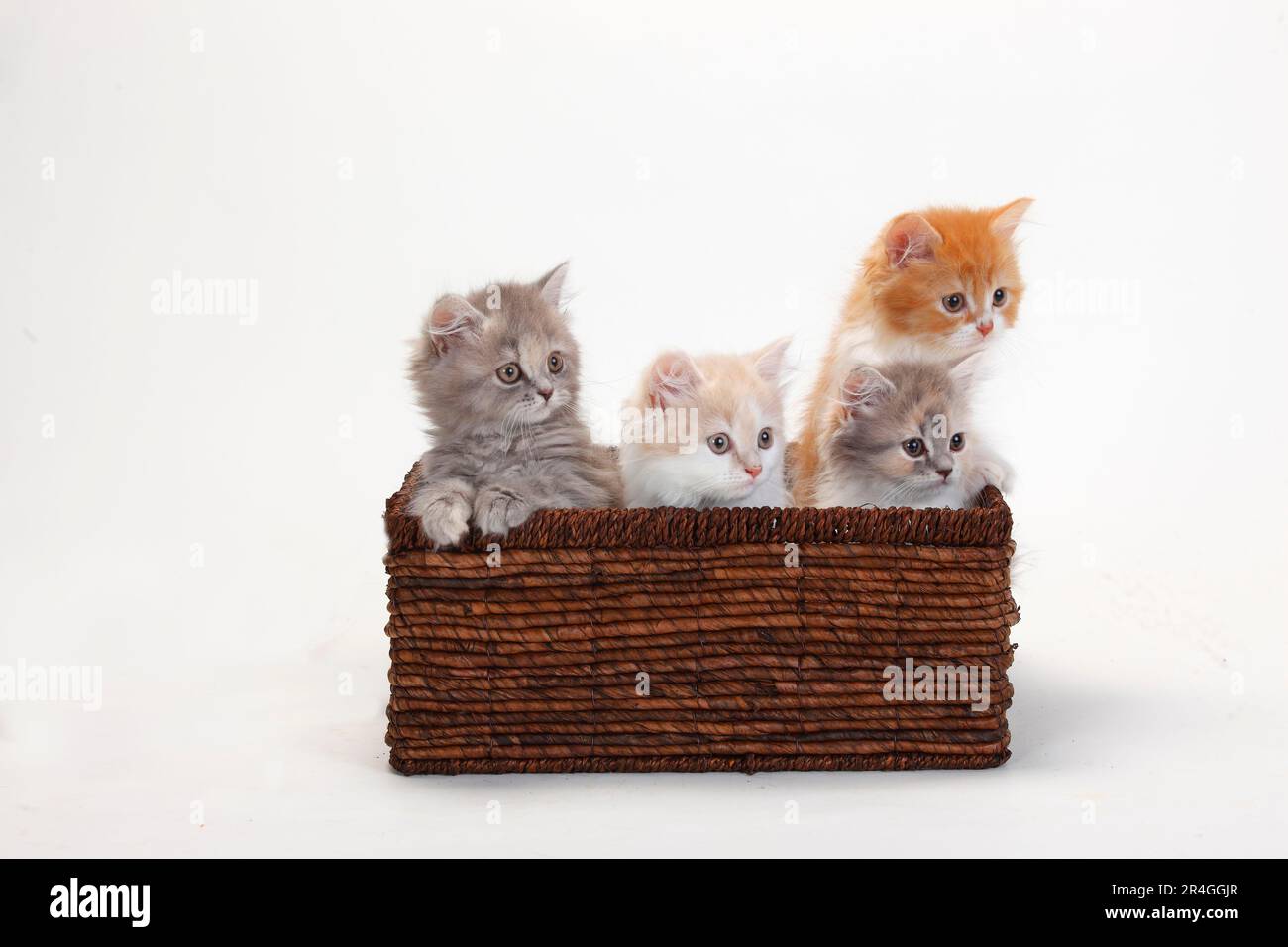 Britische Longhair-Katzen, Kätzchen, 10 Wochen, Highlander, Lowlander, Britanica, BLH, Crate Stockfoto