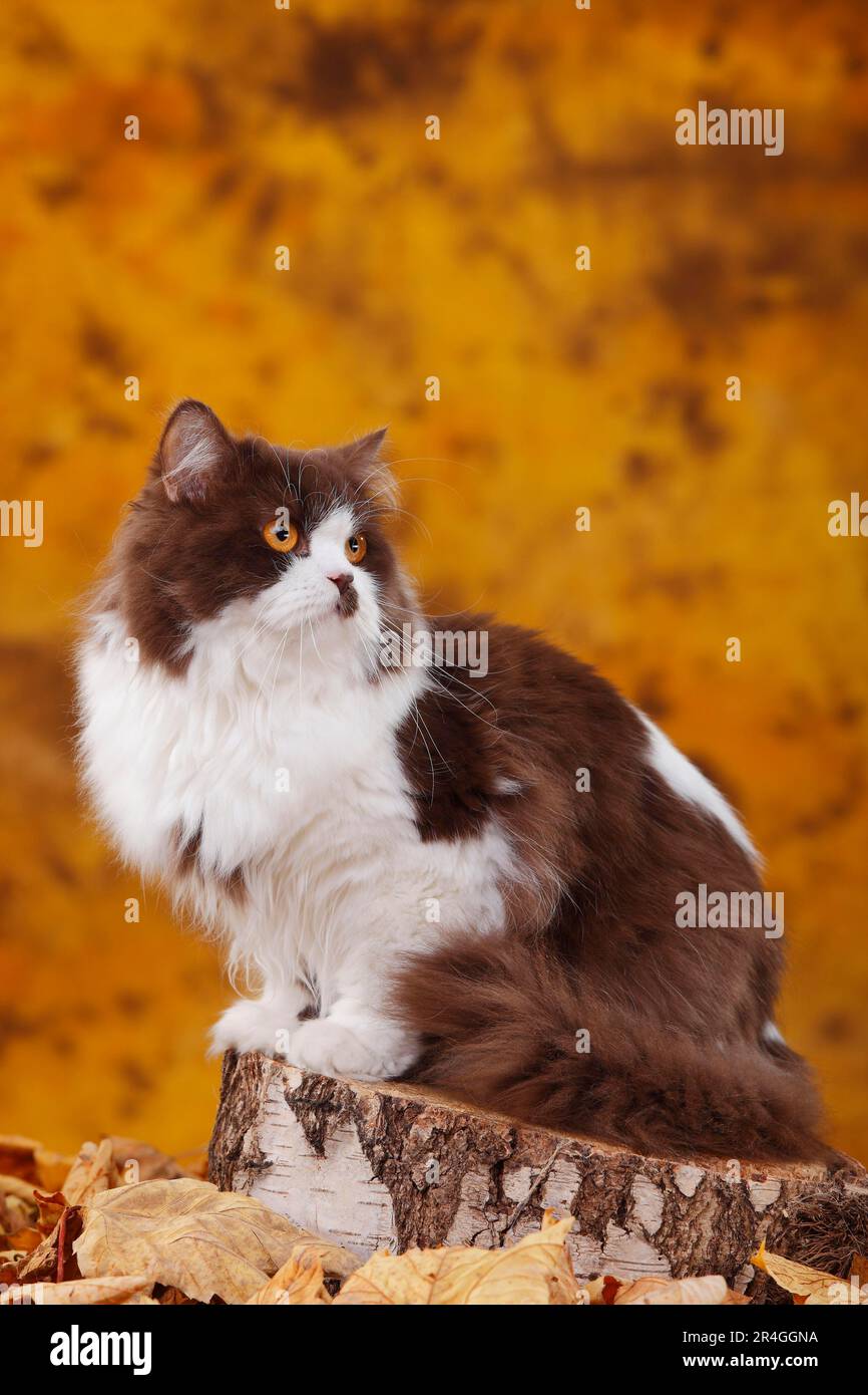 Britische Langhaarkatze, Männchen, schokoladenweiß, Highlander, Lowlander, Britanica, BLH Stockfoto