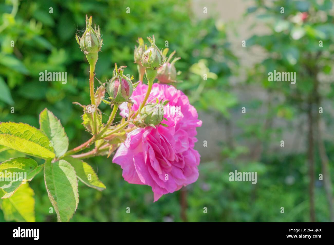 Rosenknospen und Rosenblumen Stockfoto
