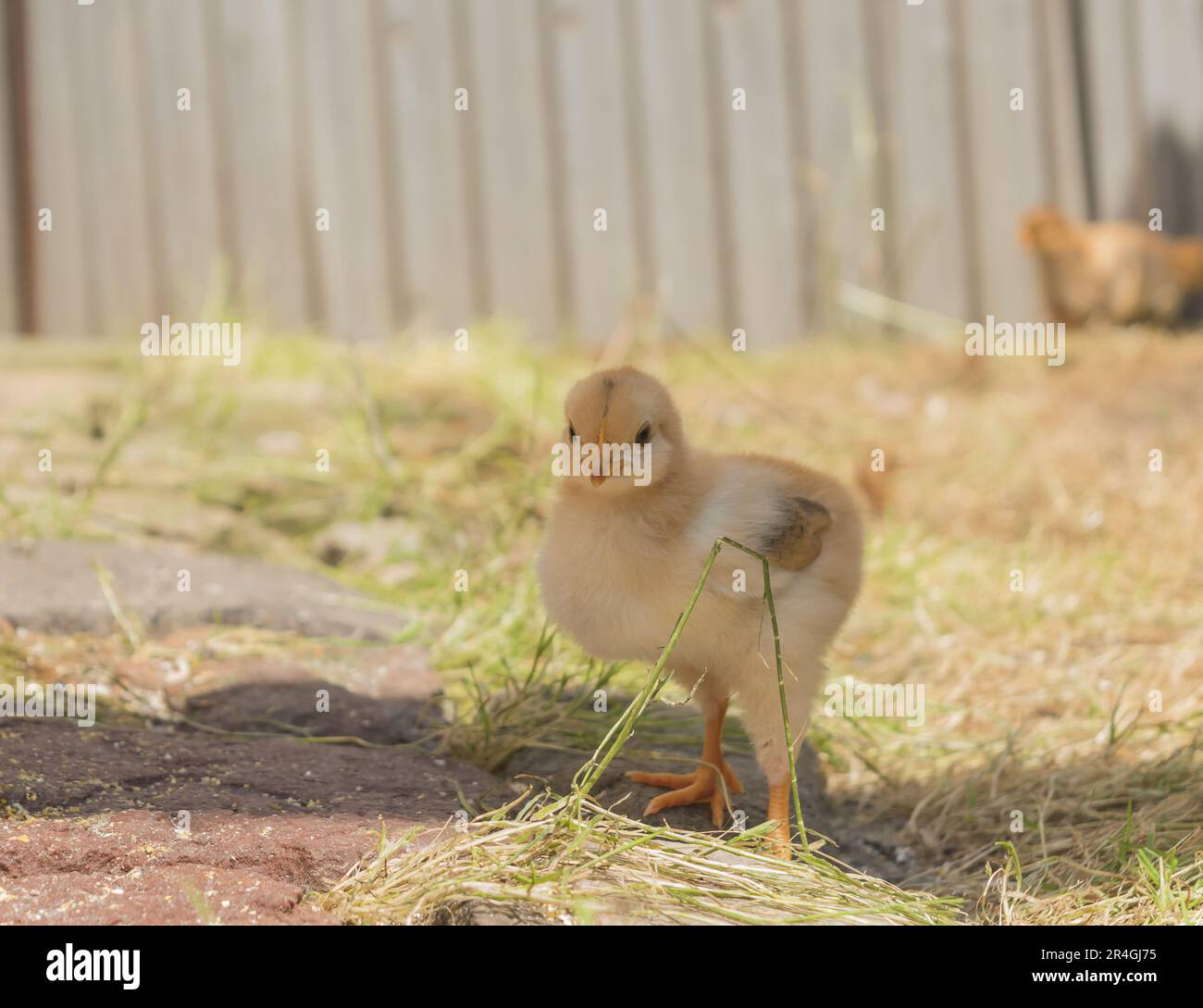 Alleinstehende Tussi bei Tageslicht Stockfoto