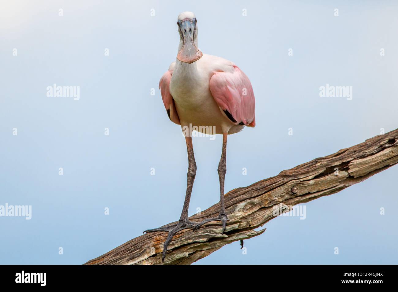 Rosenlöffel im Orlando Wetlands Park. Stockfoto