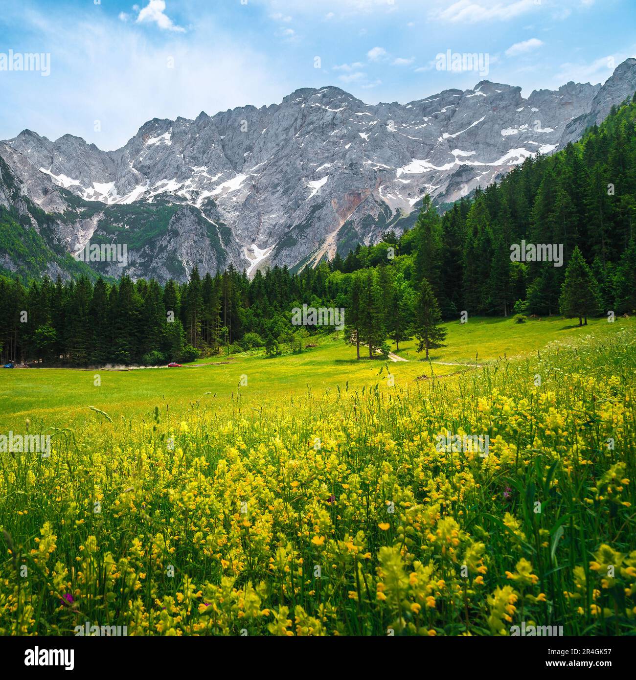 Atemberaubende blumige Lichtung mit verschiedenen bunten Wildblumen und hohen schneebedeckten Bergen im Hintergrund, Jezersko-Tal, Kamnik-Savinja-Alpen, Slowenien, Europaeisch Stockfoto