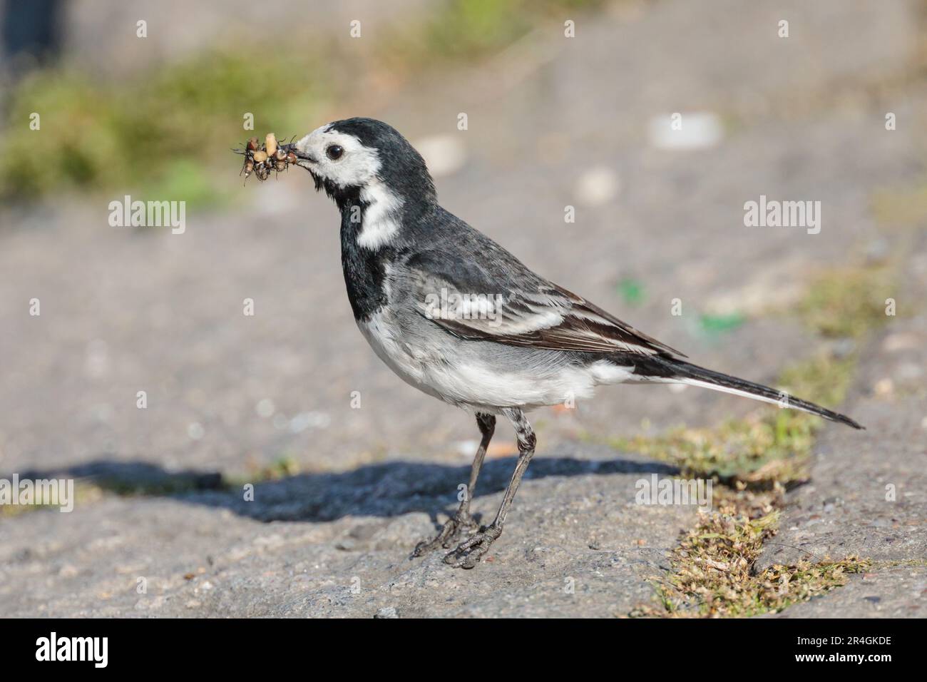 WETTER IN GROSSBRITANNIEN, WEMBLEY, GROSSBRITANNIEN. 28. Mai 2023 Weißer Schwanz (Motacilla alba), gefangen an einem sonnigen Sonntagmorgen mit einem Schnabel voller Insekten für ein Feiertagsfrühstück. Foto: Amanda Rose/Alamy Live News Stockfoto