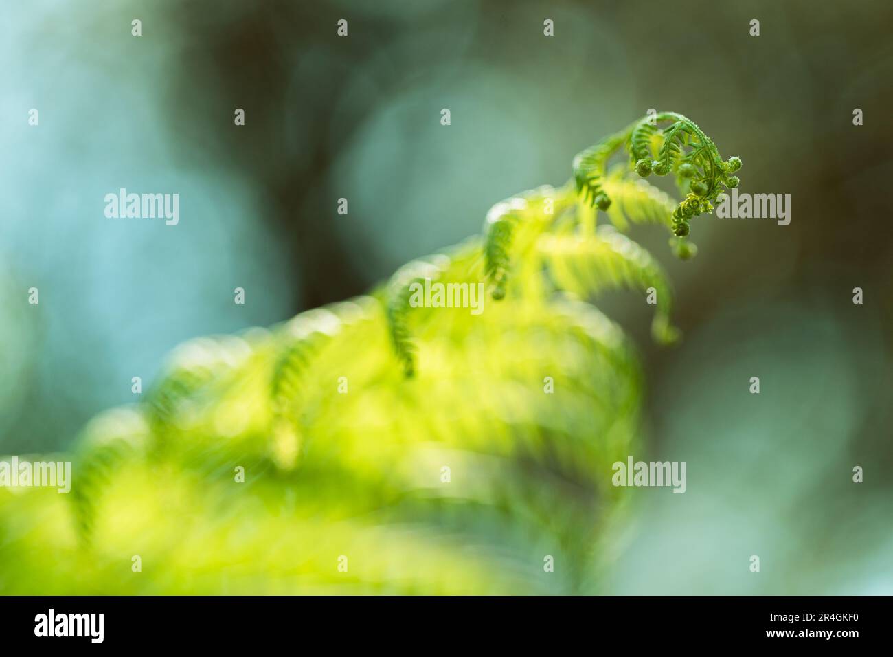 Detail des Farnblattes, das im Wald geboren wird. Selektive Fokussierung, Bereiche außerhalb des Fokus. Stockfoto
