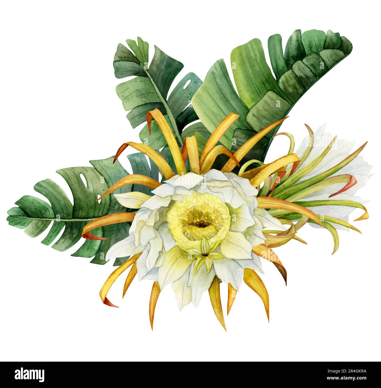 Blühende Kaktusblüten und tropische Palmen hinterlassen eine Aquarellzeichnung auf Weiß. Handgezeichnete, blühende Drachenfrucht Stockfoto