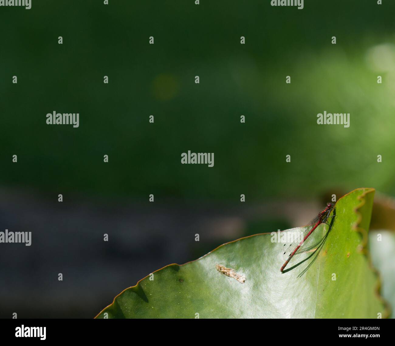 Ein Dämon ruht auf Blättern Stockfoto