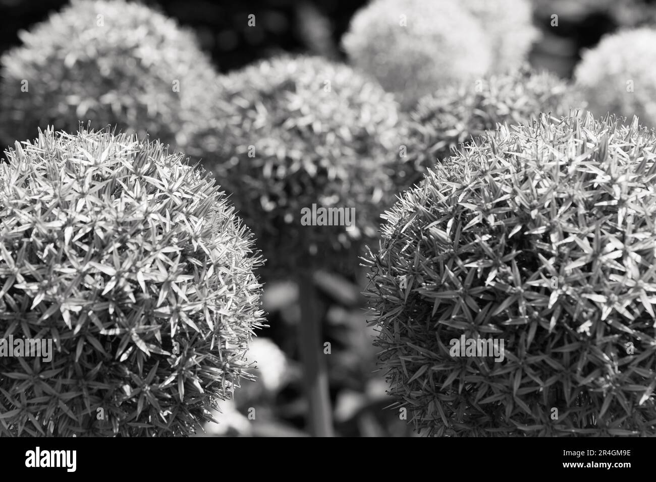 Riesenallium in einem Landgarten Stockfoto