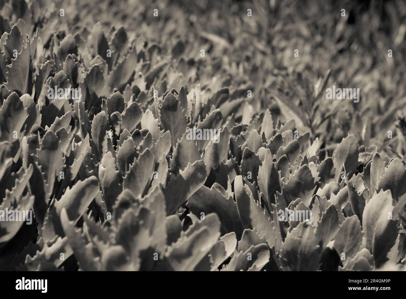 Wasserkohl Pistia Stratiotes Stockfoto