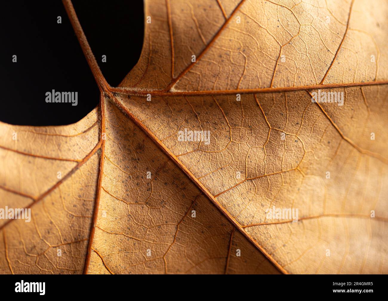 Nahaufnahme eines trockenen Blatts. Die Textur des Blatts und seiner Nerven ist zu sehen. Schwarzer Hintergrund. Selektiver Fokus, Teile unscharf. Stockfoto