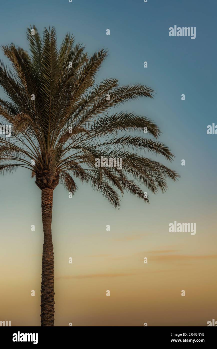 Palme vor dem Morgenhimmel. Spanien. Stockfoto