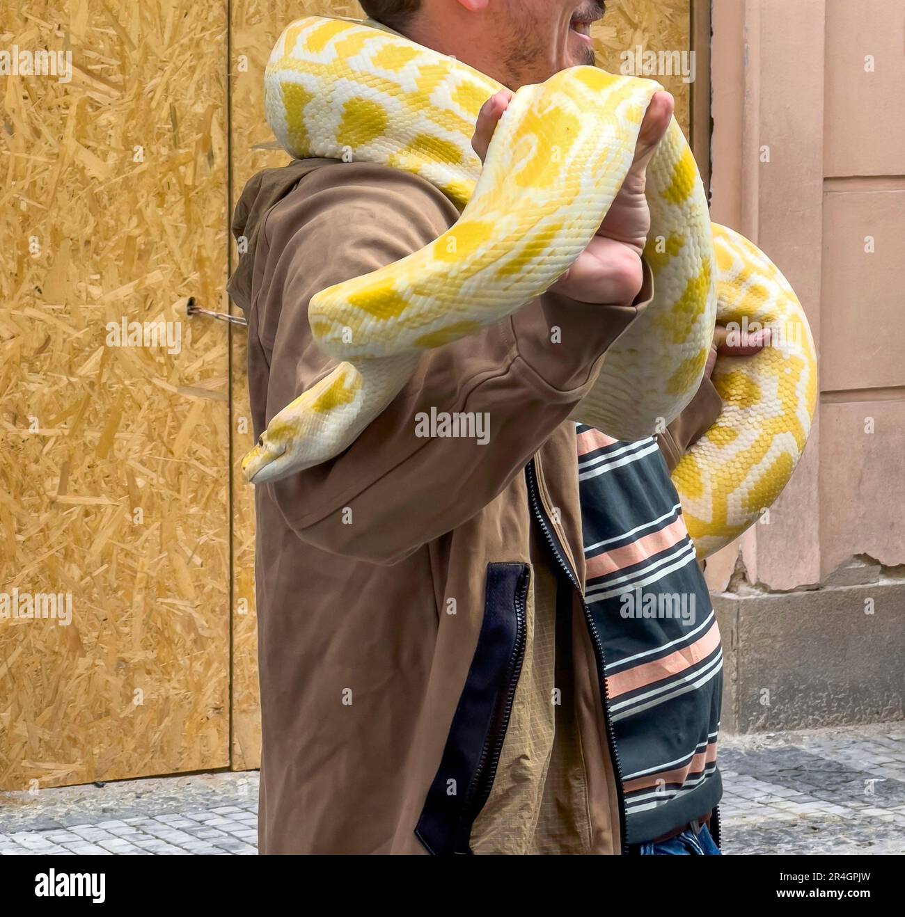 Schlange, Nahaufnahme, ein unbekannter Mann, der eine weiße und gelbe Python-Schlange hält. Stockfoto